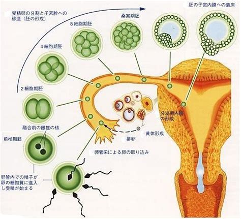 著床過程